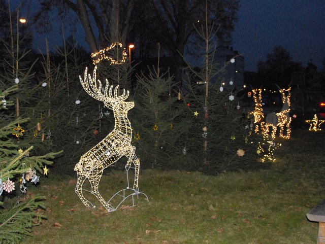 Sternenweg Rentierwald