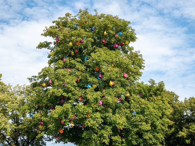 Kannenbaum im Sommer